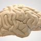 Image for article titled How to Live Forever By Turning Your Brain Into Plastic